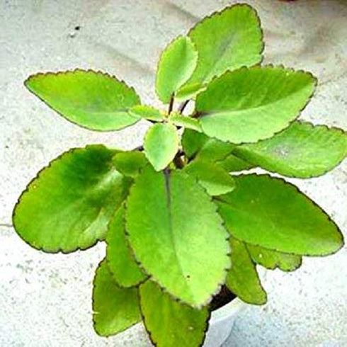 Bryophyllum Pinnatum/Patharchatta Plant